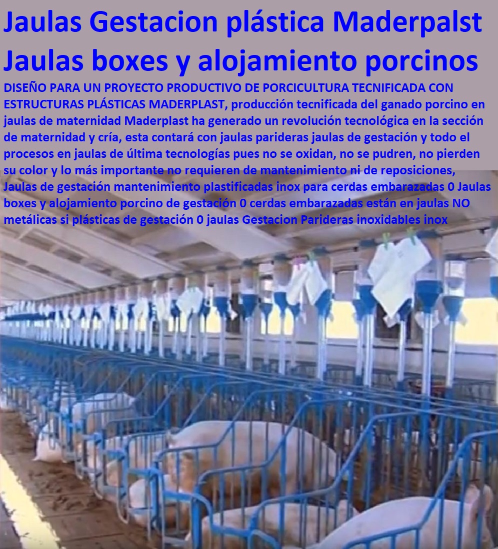 Jaulas de gestación mantenimiento plastificadas inox para cerdas embarazadas 0 Jaulas boxes y alojamiento porcino de gestación 0 cerdas embarazadas están en jaulas NO metálicas si plásticas de gestación 0 jaulas Gestacion Parideras Jaulas de gestación mantenimiento plastificadas inox para cerdas embarazadas 0 Jaulas boxes y alojamiento porcino de gestación 0 cerdas embarazadas están en jaulas NO metálicas si plásticas de gestación 0 jaulas Gestacion Parideras